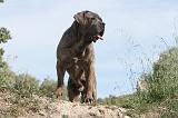 CANE CORSO 013